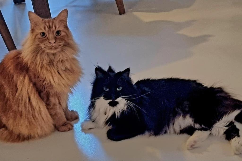 Norrebro Oasis - With 2 Cats - Families Only Lejlighed *